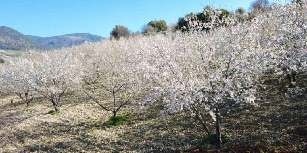 Yıllık üretim 400 tonu buluyor: 4 bin yıldır devam eden hasat 3